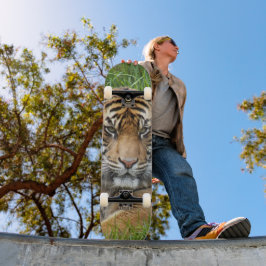 Skate Sumatran Tiger Wildlife Photo