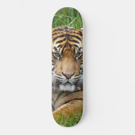 Skate Sumatran Tiger Wildlife Photo