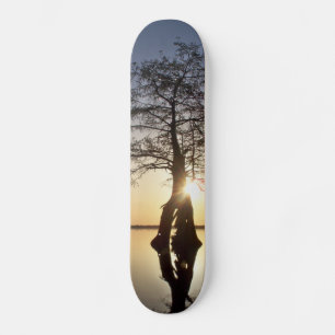 Skate Sunset Atrás de Árvore