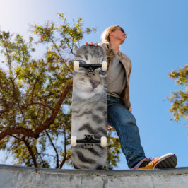 Skate "Sussurros de Problemas: o Misquioso Tabby Kitten