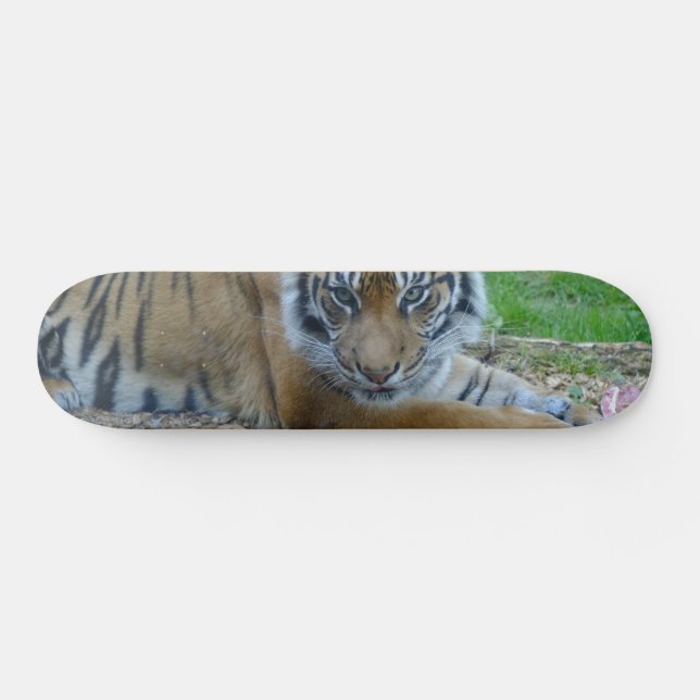 Skate Tiger Gaze (Horz)