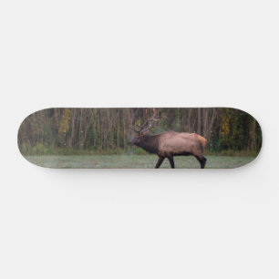 Skate Touro Elk Morning Walk