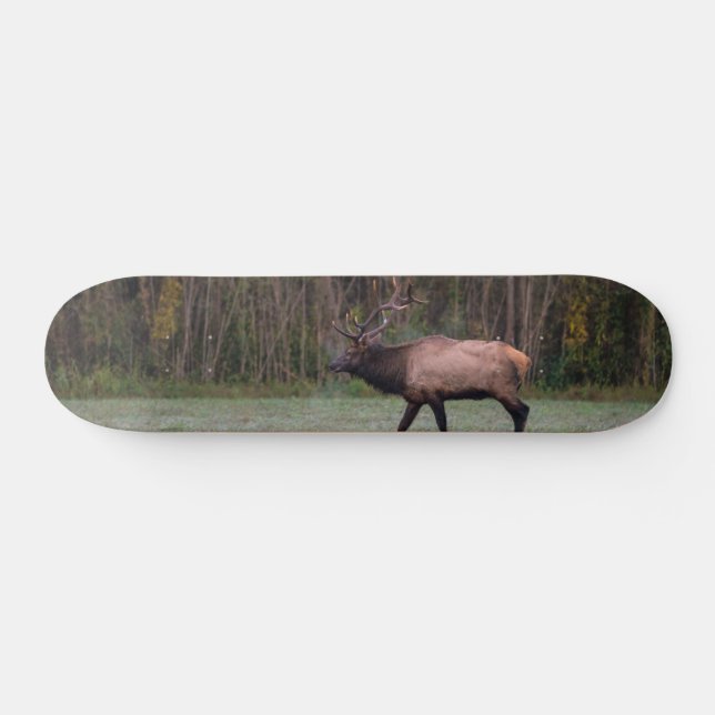 Skate Touro Elk Morning Walk (Horz)