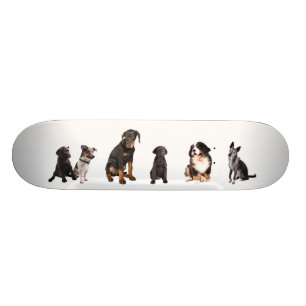Skate uns muitos dos cães