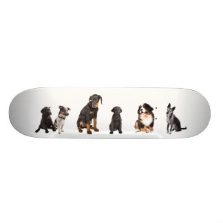 Skate uns muitos dos cães