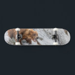 Skate Urso Pardo Pega Salmão Vermelho<br><div class="desc">Ursos pardos pescam salmão vermelho nas quedas do rio Brooks,  Parque Nacional Katmai,  sudoeste do Alasca.</div>