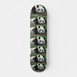 SKATE URSOS PANDA