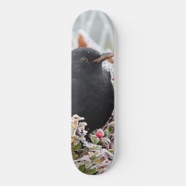 Skate Winter Blackbird