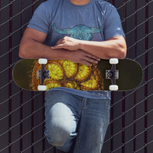 Skate Young Fern Folaves