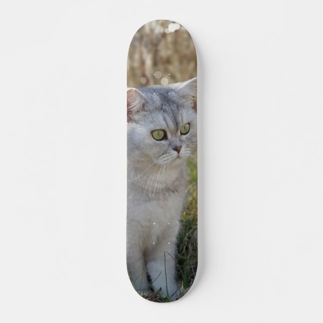 Skateboard Atento gato británico de pelo corto  (Frente)