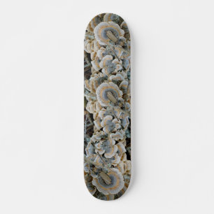 Skateboard Blue Shelf Fungus