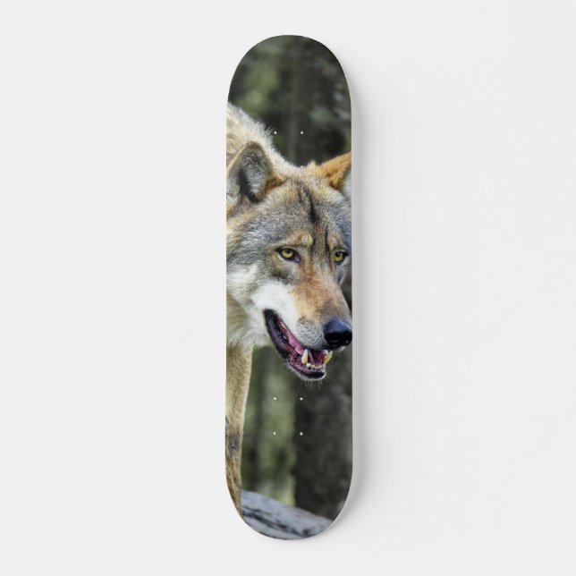 Skateboard Depredador lobo gris observando (Frente)
