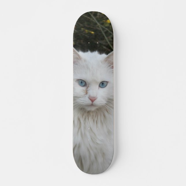 Skateboard Gato blanco angora turco ojos azules (Frente)