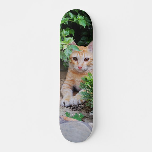 Skateboard Gato descansa atento para cazar (Frente)