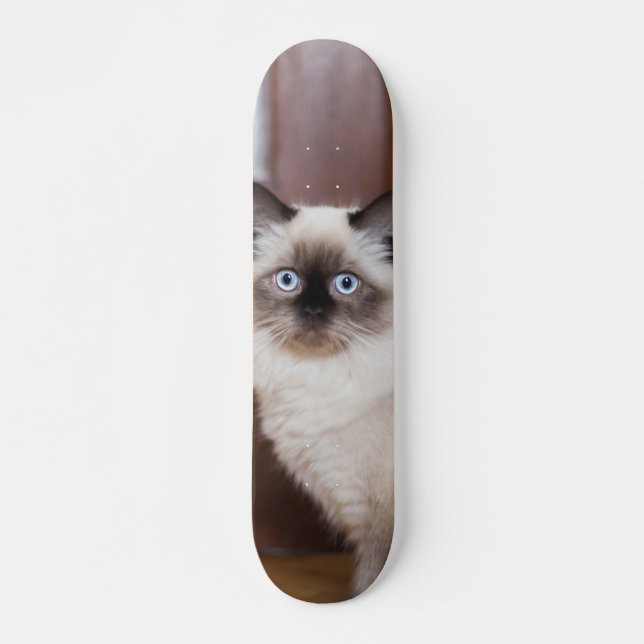 Skateboard Gato peludo de raza ragdoll (Frente)