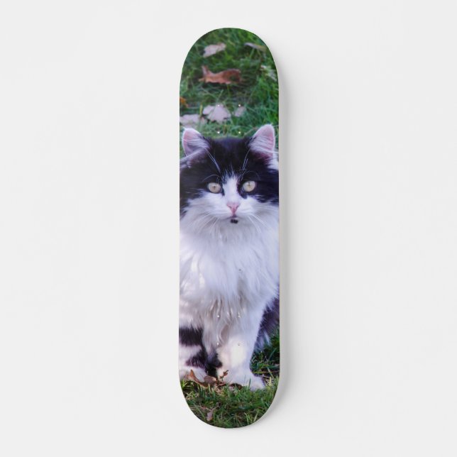 Skateboard Gato raza Maine Coon pelo largo (Frente)