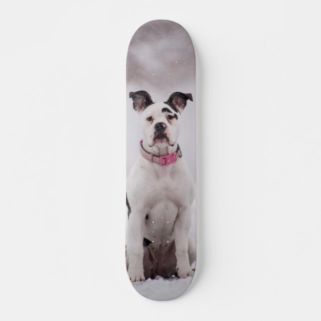 Skateboard Perro Boxer sentado en la nieve (Frente)