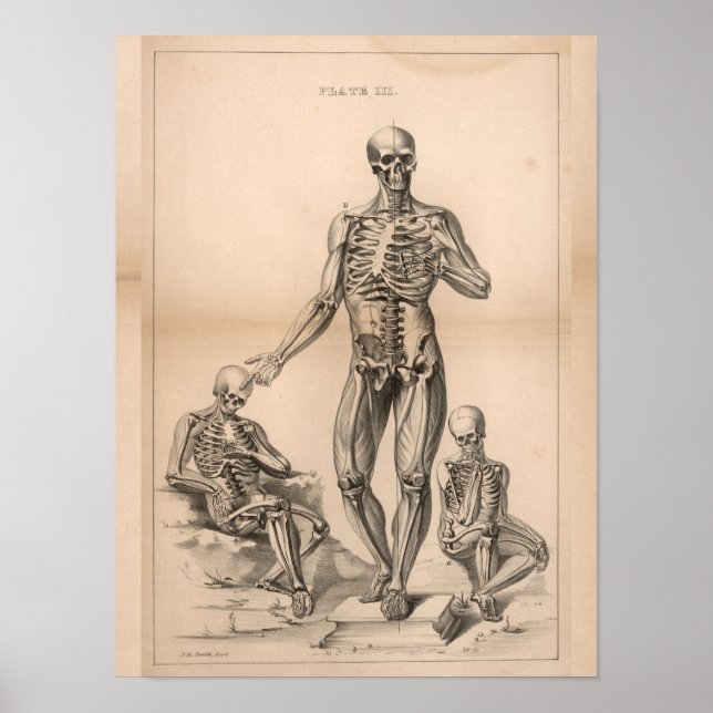 Skeleton humano Anatomia da imagem Impressão 1827 (Frente)