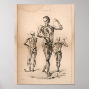 Skeleton humano Anatomia da imagem Impressão 1827