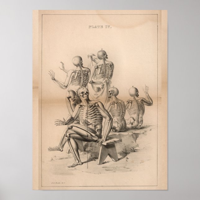 Skeletons Humanos Anatomia por enxerto Impressão 1 (Frente)