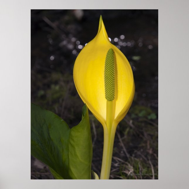 Skunk Cabbage - Impressão de Belas Artes (Frente)
