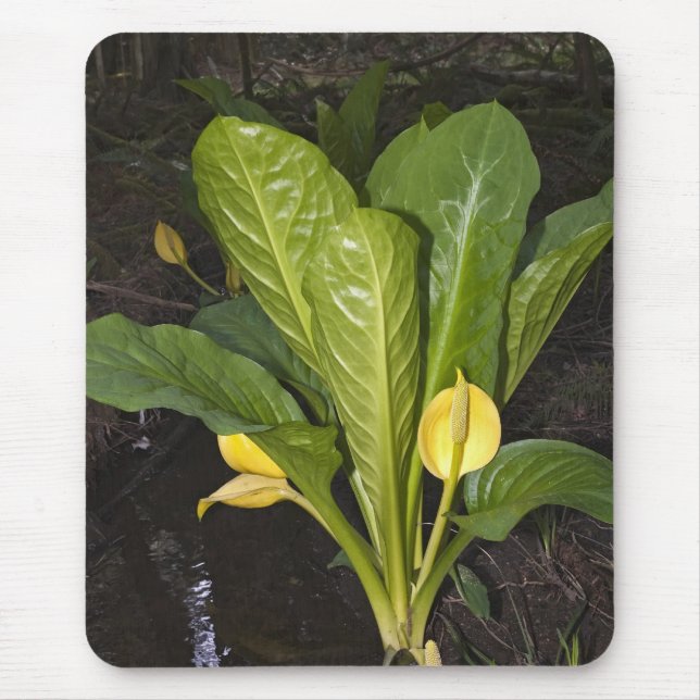Skunk Cabbage - Mousepad (Frente)