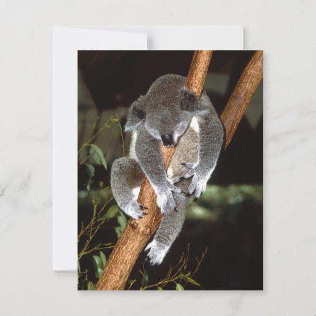 Sleepy Koala (Frente)