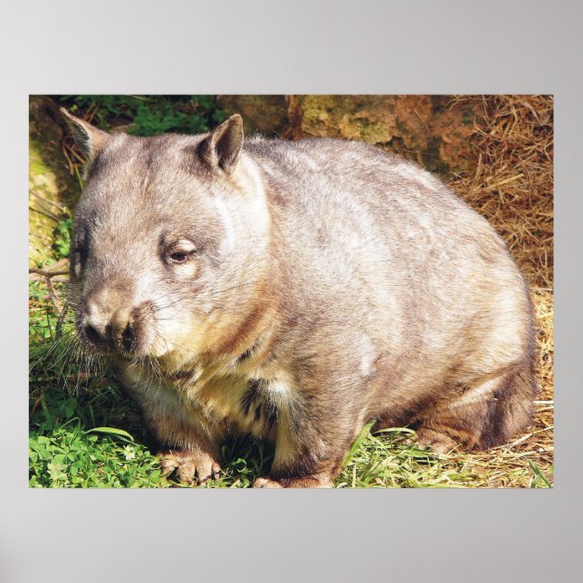 Sleepy Wombat Poster (Frente)