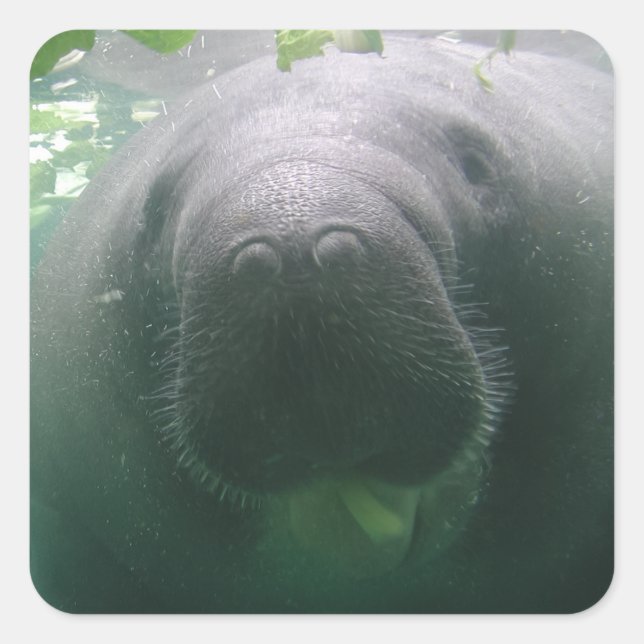 Sloppy Manatee - adesivos quadrados (Frente)