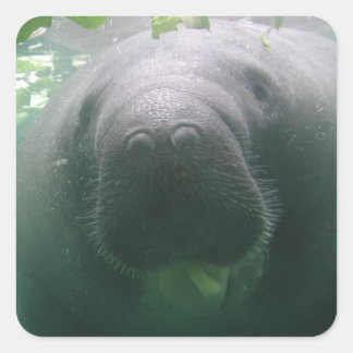 Sloppy Manatee - adesivos quadrados