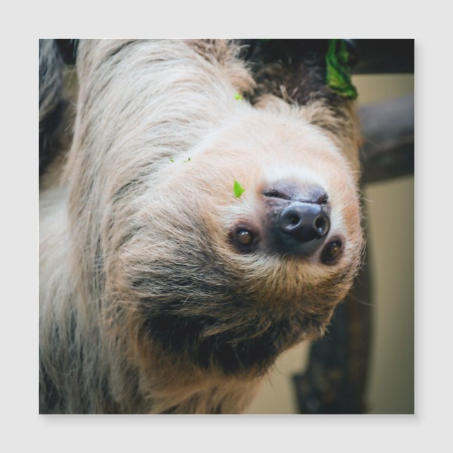 Sloth 005 (Frente)