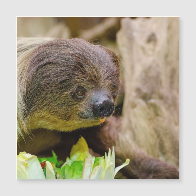 Sloth_20171108_by_JAMFoto (Frente)