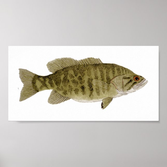 Smallmouth Bass Art Poster (Frente)
