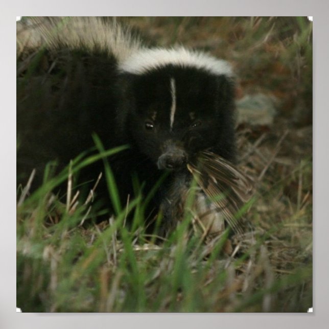 Smelly Skunk Poster (Frente)