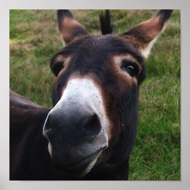 Smiling Donkey Impressão (Frente)