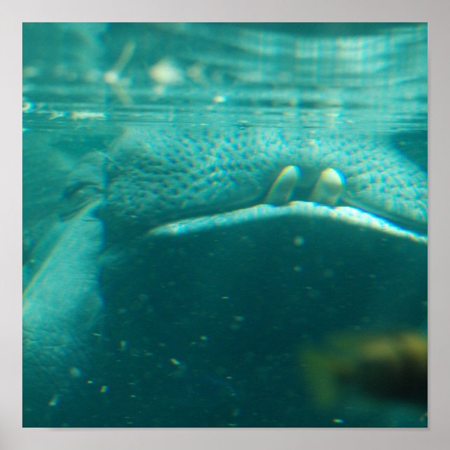 Smiling Hippo Poster (Frente)