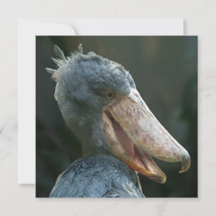 Smiling Shoebill