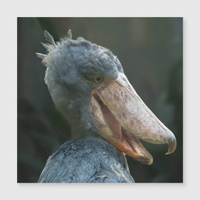 Smiling Shoebill (Frente)