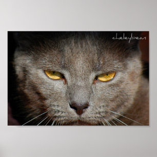 Smokey o poster do gato