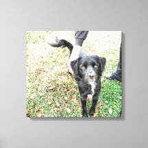 Smokey Poses para Câmera Impressão em Tela