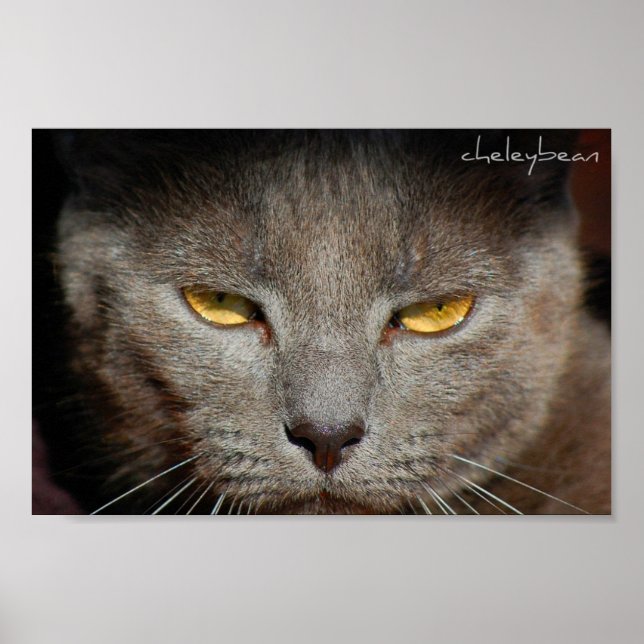 Smokey the Cat poster (Frente)
