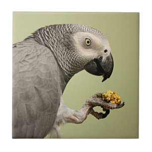 Snacking intenso de papagaios da Cinza africana do