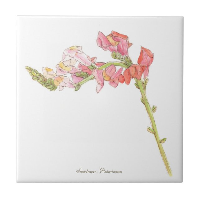 Snapdragon  (Frente)