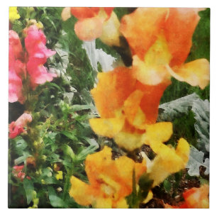 Snapdragons Coloridos