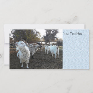 Sneezy Goat