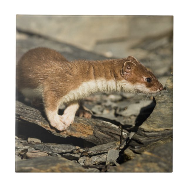 Sniffing Weasel (Frente)