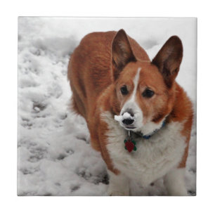 Snout da neve de Charlie
