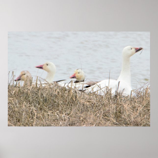  Snow Geese Poster (Frente)