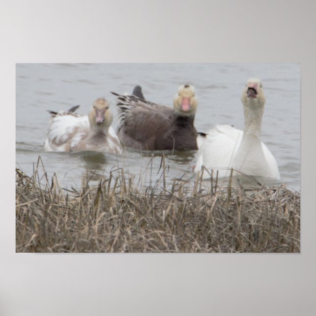  Snow Geese Poster (Frente)