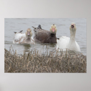 Snow Geese Poster